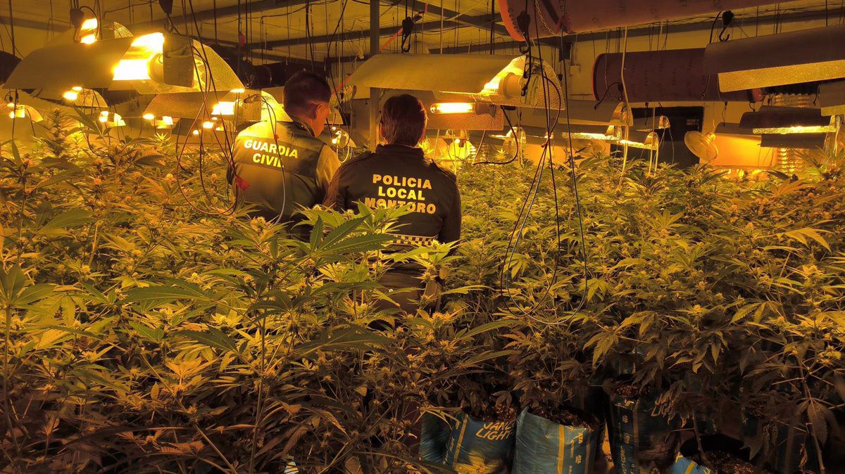 La Guardia Civil detiene a un hombre que cultivaba marihuana en un polígono industrial de Montoro (Córdoba)