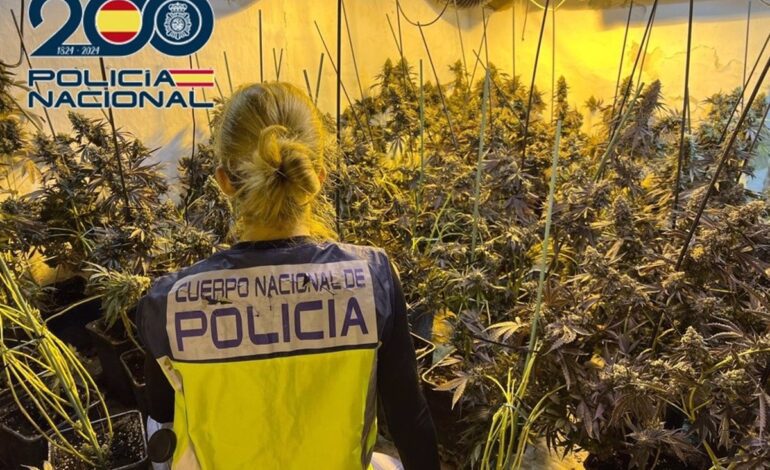 La Policía Nacional interviene más de 430 plantas de marihuana en una vivienda de Baza (Granada)