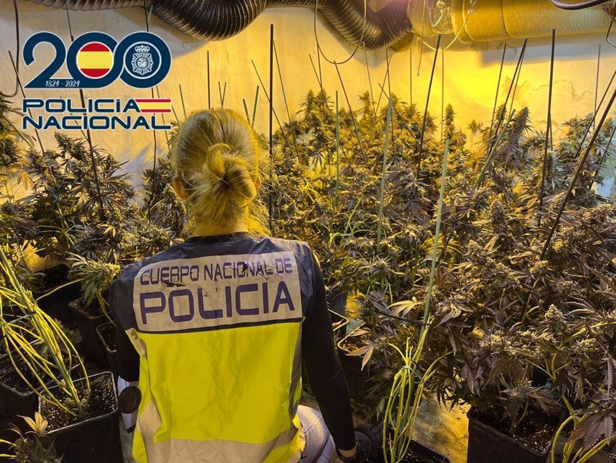 La Policía Nacional interviene más de 430 plantas de marihuana en una vivienda de Baza (Granada)