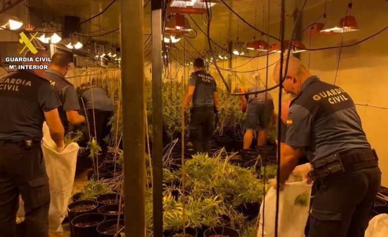 Detenidos con un cultivo de 1.500 plantas de marihuana en una nave de Huércal de Almería