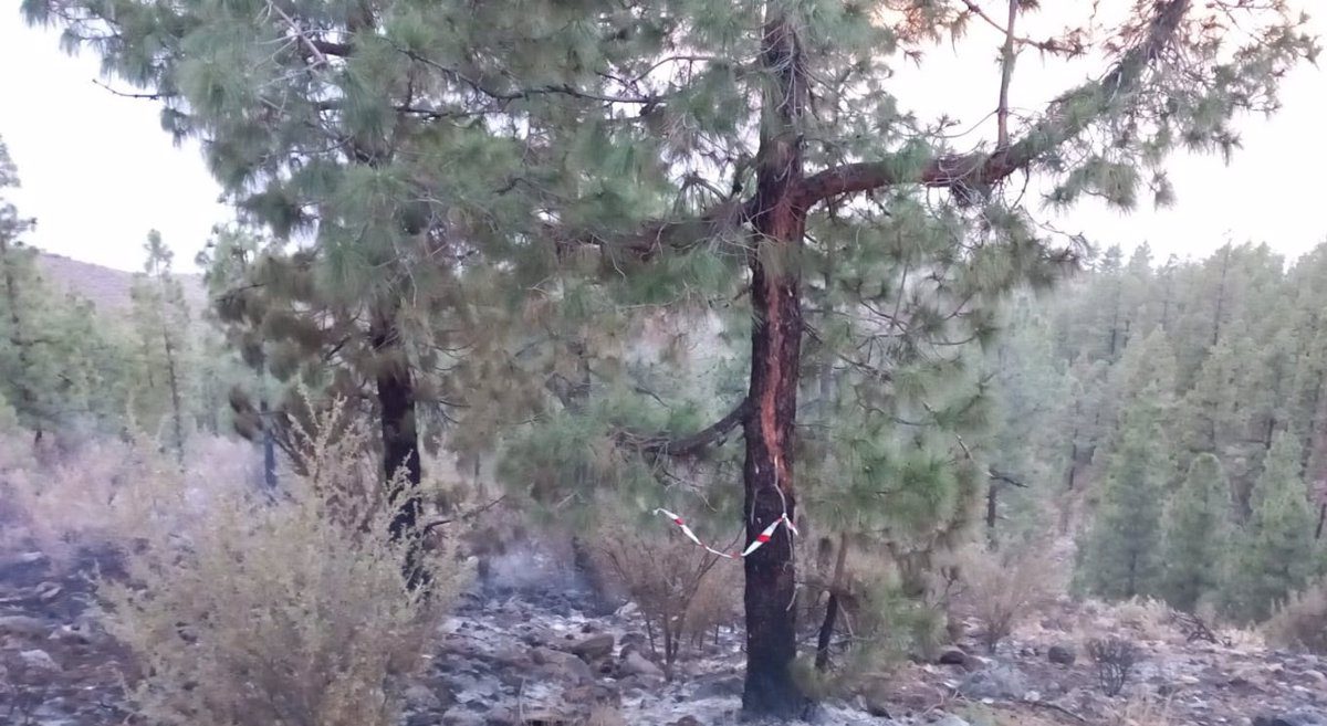 Controlados los dos conatos de incendio forestal en Guía de Isora (Tenerife)