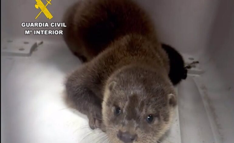 Rescatada una nutria que se encontraba en las vías del tren próximas al Puerto de Santander