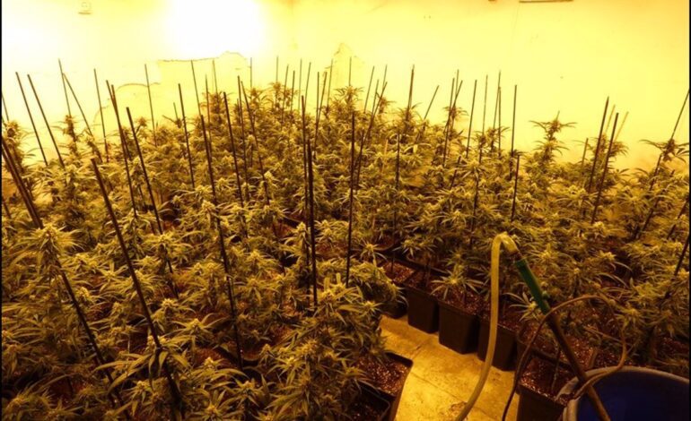 Los Mossos detienen a 4 personas y desmantelan un cultivo de marihuana en Viladecavalls (Barcelona)