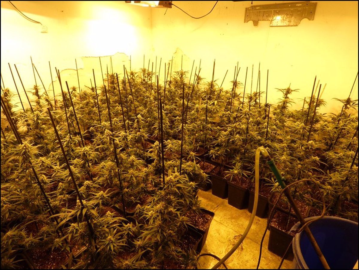 Los Mossos detienen a 4 personas y desmantelan un cultivo de marihuana en Viladecavalls (Barcelona)