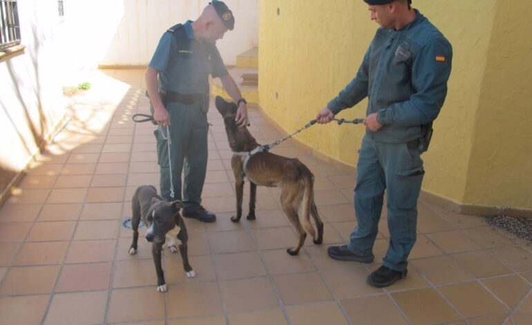 Investigado por el abandono de dos perros en la casa que ocupaba en Almuñécar (Granada)