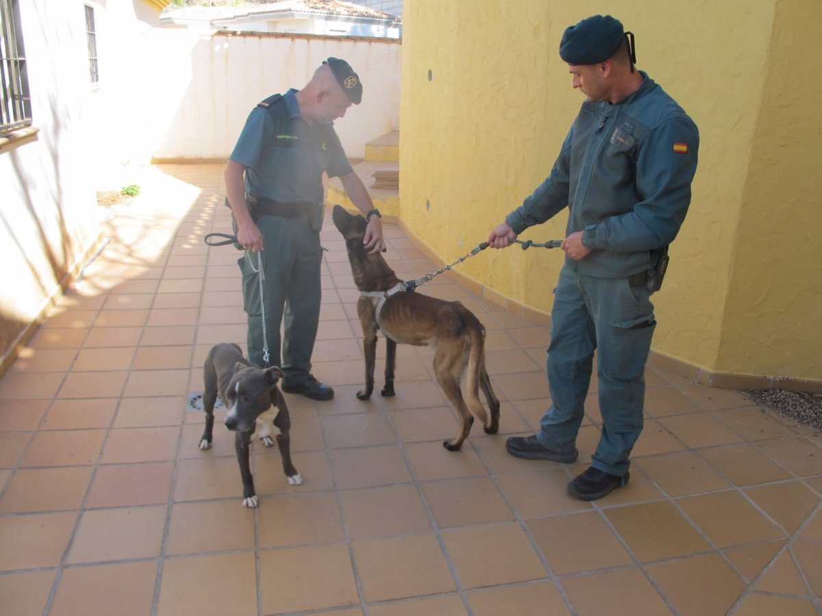 Investigado por el abandono de dos perros en la casa que ocupaba en Almuñécar (Granada)