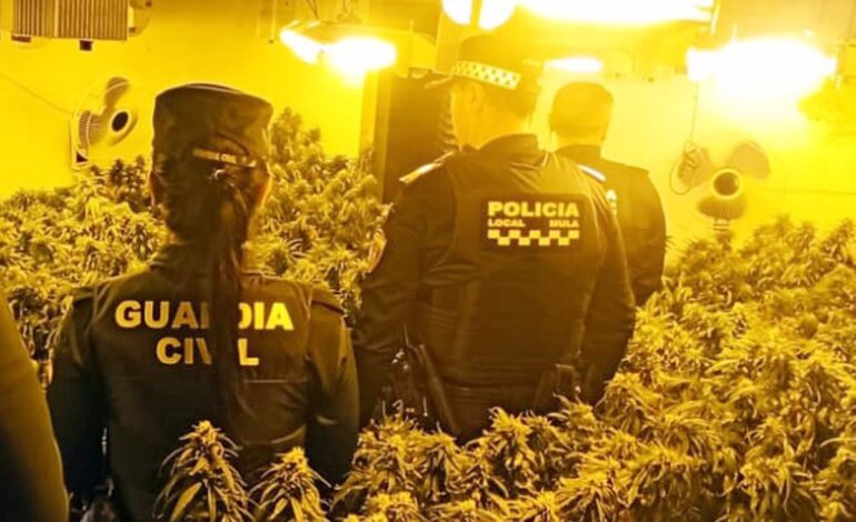 Desmantelan un invernadero con 110 plantas de marihuana en una vivienda del casco antiguo de Mula (Murcia)