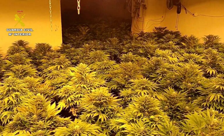 La Guardia Civil desmantela nueve plantaciones de marihuana en Pozo Alcón