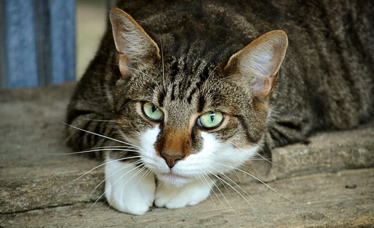 una gata perdida durante dos años vuelve con su dueña tras un hallazgo insólito