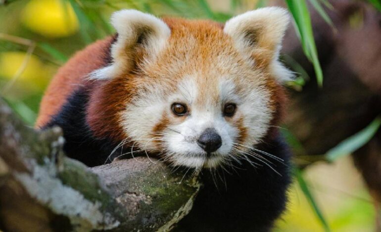 Roxie, la bebé de oso panda rojo que ha muerto por el estrés que le causaron unos fuegos artificiales