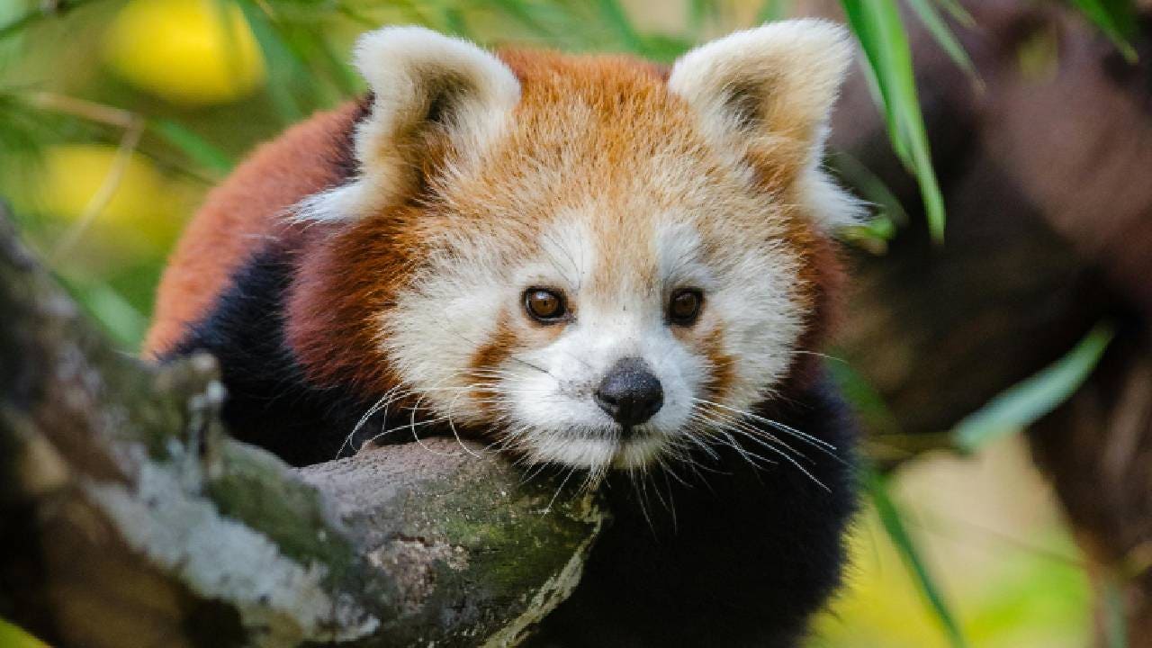 Roxie, la bebé de oso panda rojo que ha muerto por el estrés que le causaron unos fuegos artificiales