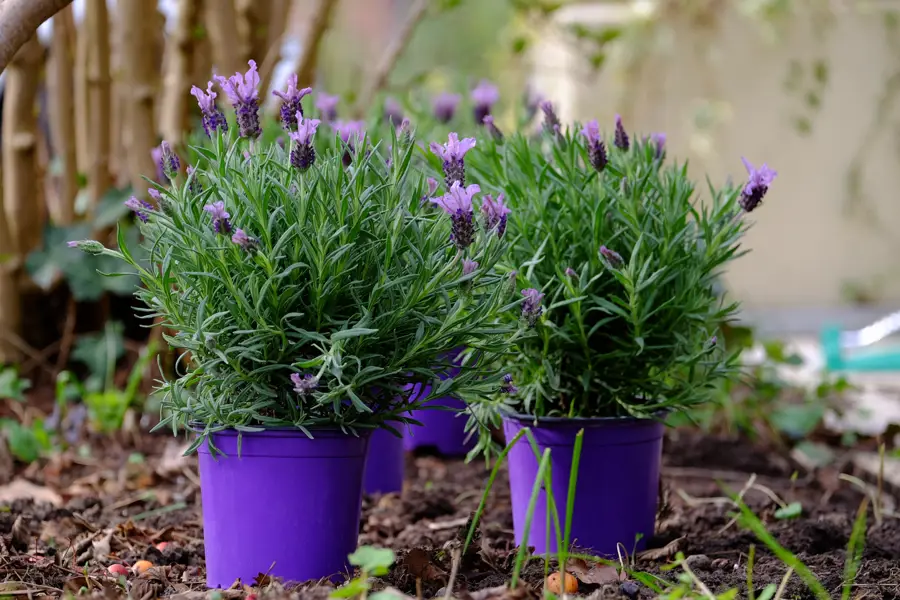 lavanda enana