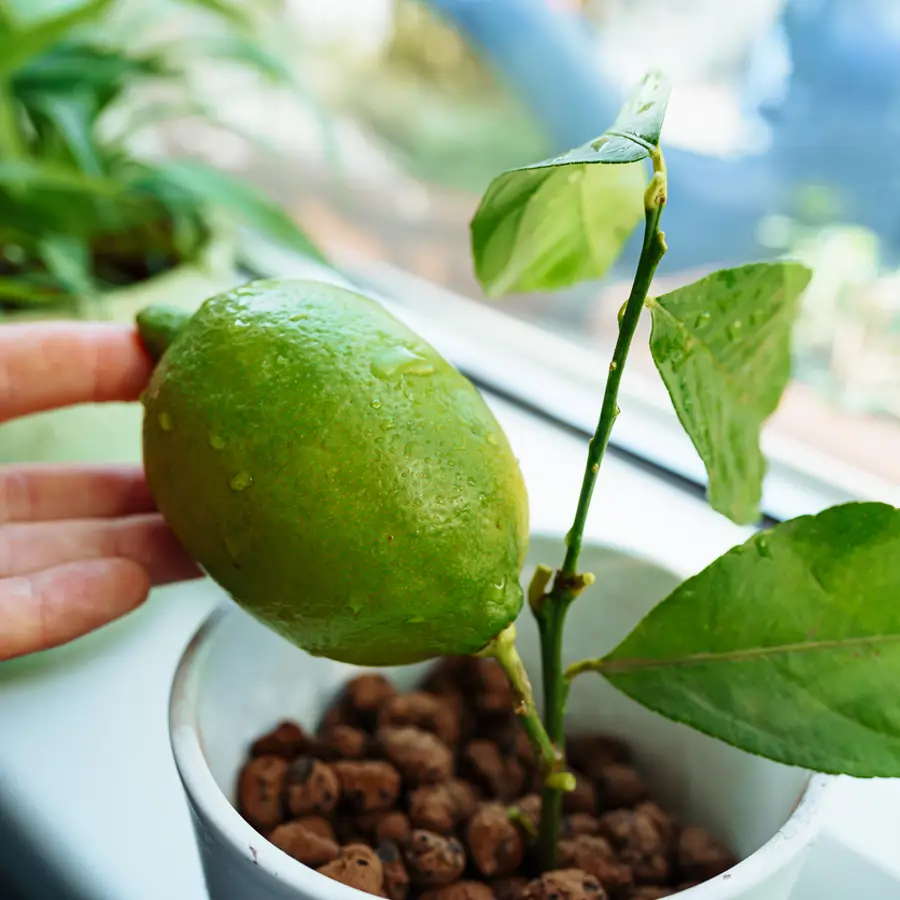 limonero joven en maceta