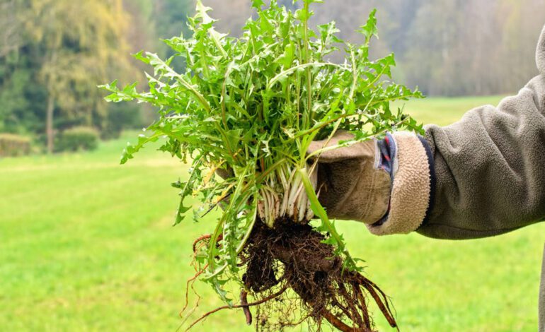 Un jardinero experto explica cómo eliminar las malas hierbas que invaden el huerto y el jardín en otoño