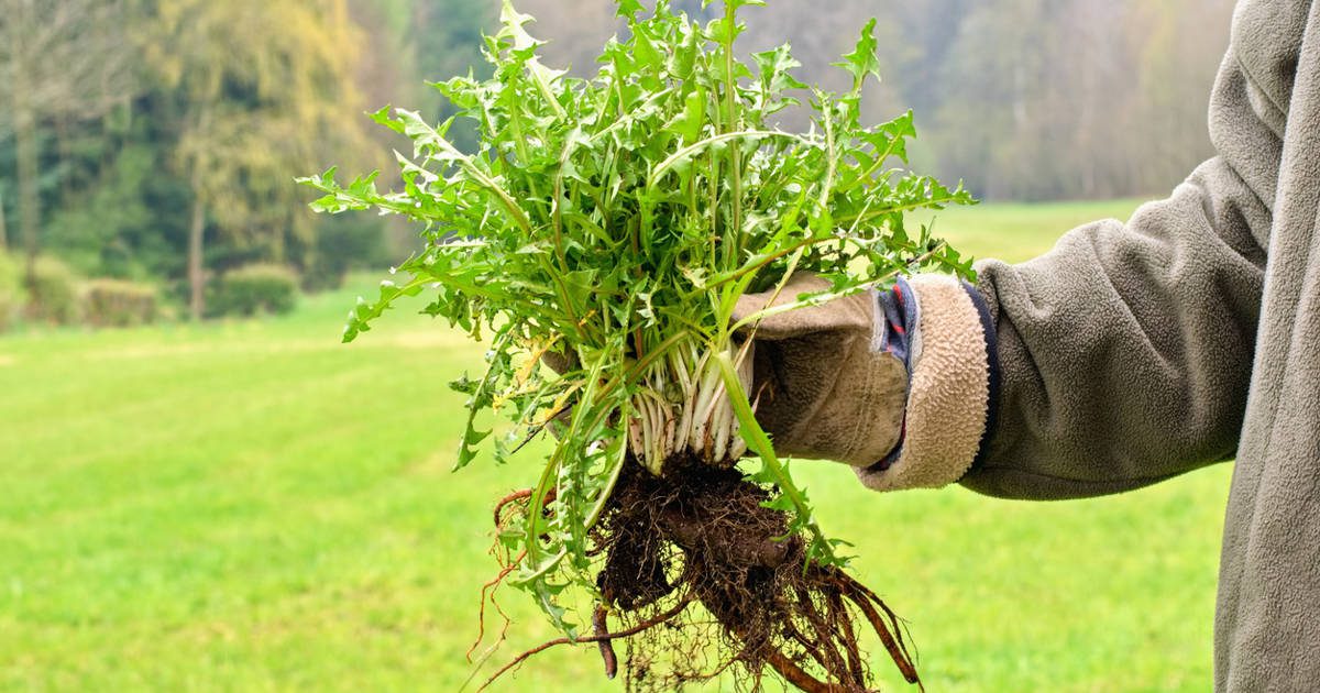 Un jardinero experto explica cómo eliminar las malas hierbas que invaden el huerto y el jardín en otoño