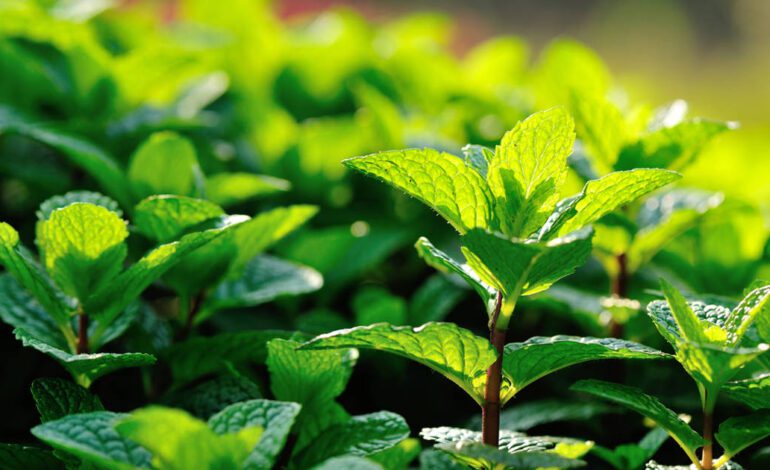 La planta en la que nadie se fija y es mano de santo en el jardín