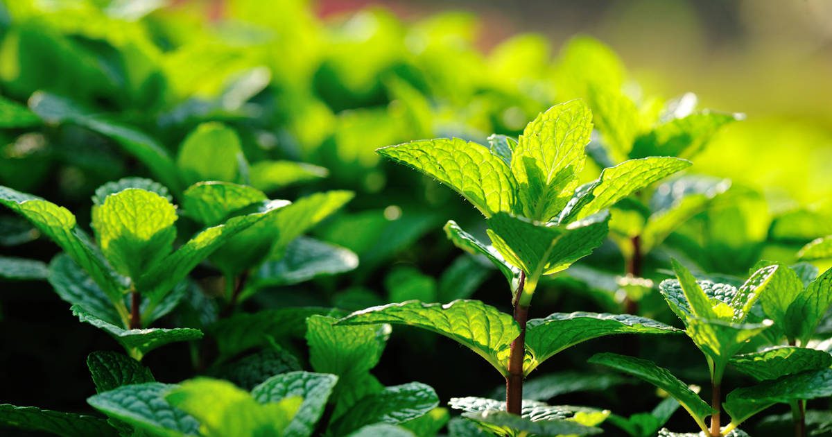 La planta en la que nadie se fija y es mano de santo en el jardín