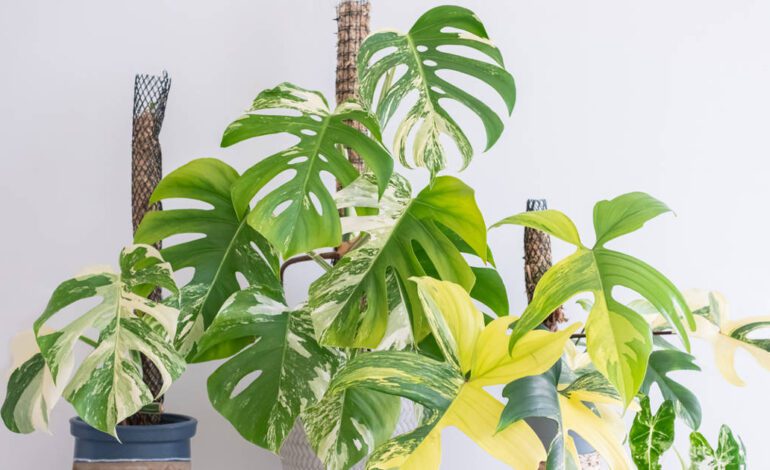 El truco para que tu monstera y otras plantas trepadoras desarrollen hojas más grandes