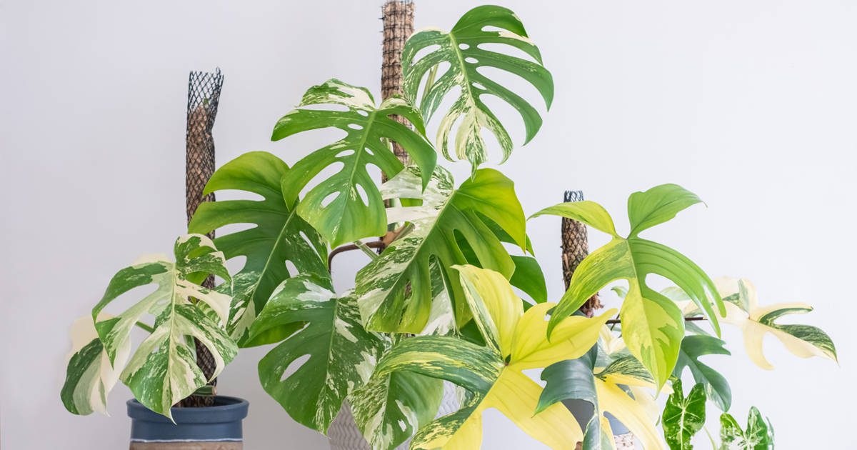 El truco para que tu monstera y otras plantas trepadoras desarrollen hojas más grandes