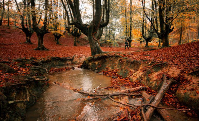 los mejores baños de bosque se hacen en esta comunidad autónoma