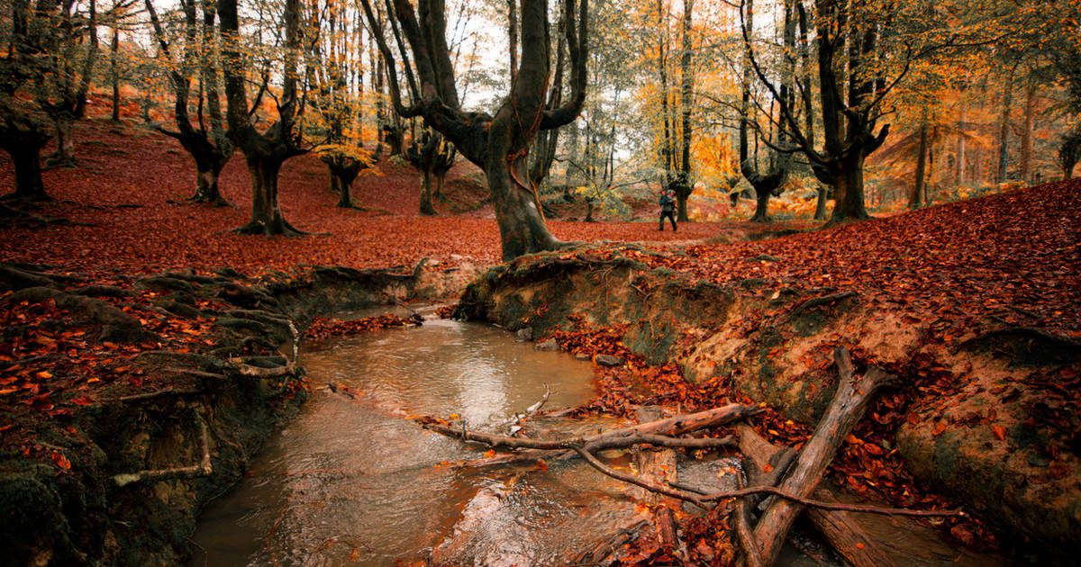 los mejores baños de bosque se hacen en esta comunidad autónoma