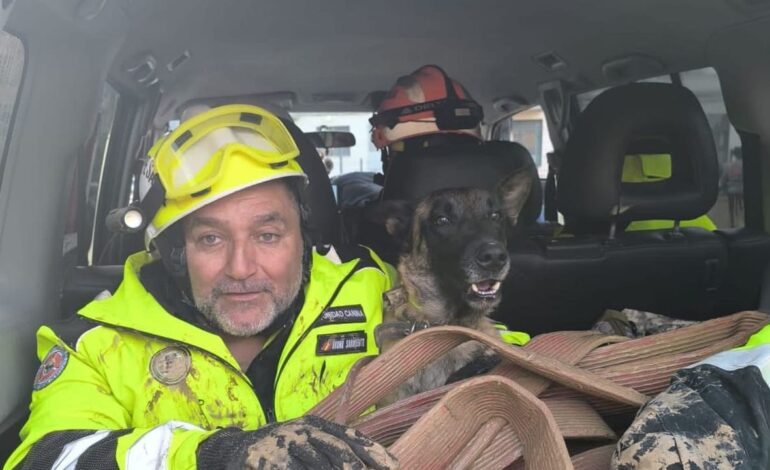 Piden ayuda para llevar a sus 16 perros especializados en localizar cadáveres a Valencia: «Necesitamos una furgoneta»