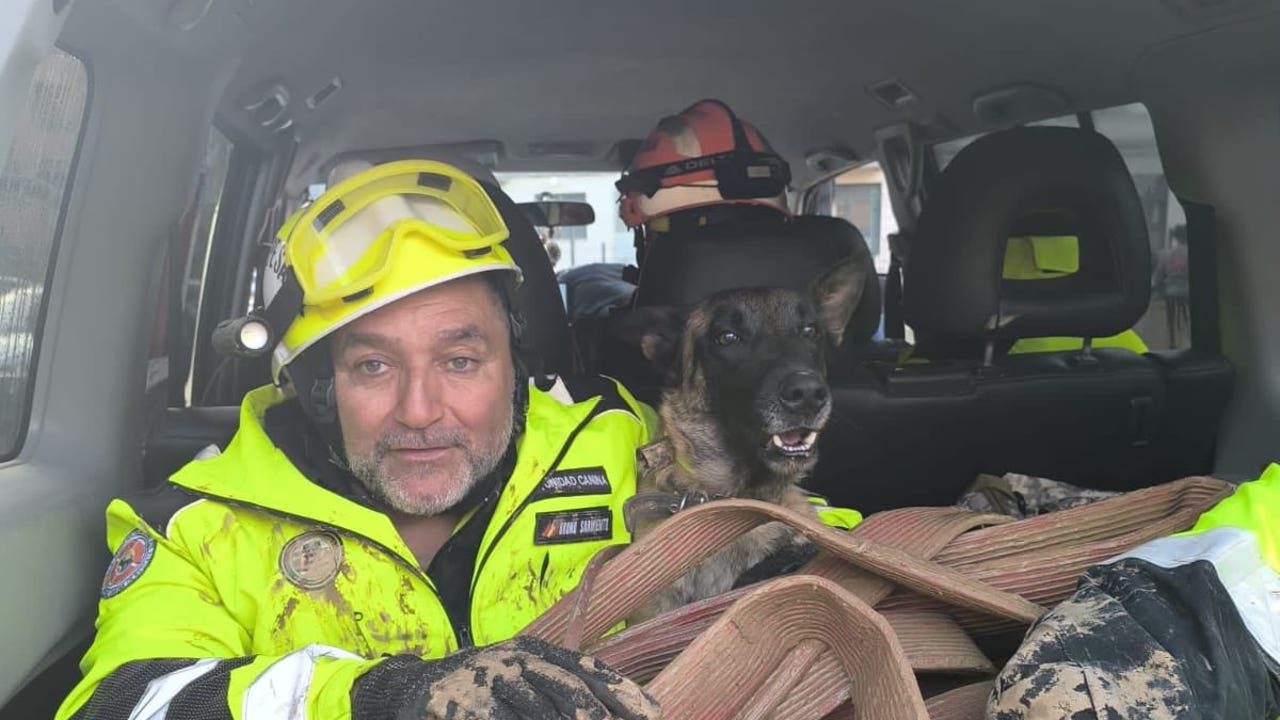 Piden ayuda para llevar a sus 16 perros especializados en localizar cadáveres a Valencia: «Necesitamos una furgoneta»