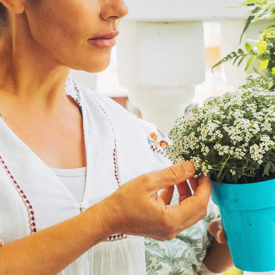 plantas con flores resistentes