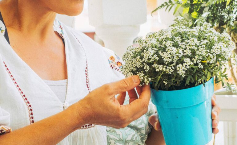 ¿Se te mueren las plantas del balcón? Esta planta de vistosas flores resiste al frío y al calor