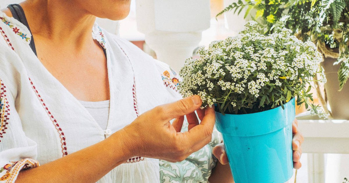 ¿Se te mueren las plantas del balcón? Esta planta de vistosas flores resiste al frío y al calor