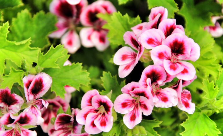 Cómo podar los geranios para que sigan echando flores cada año