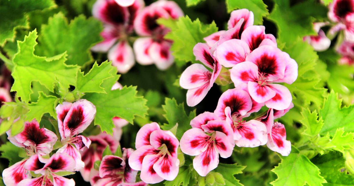 Cómo podar los geranios para que sigan echando flores cada año