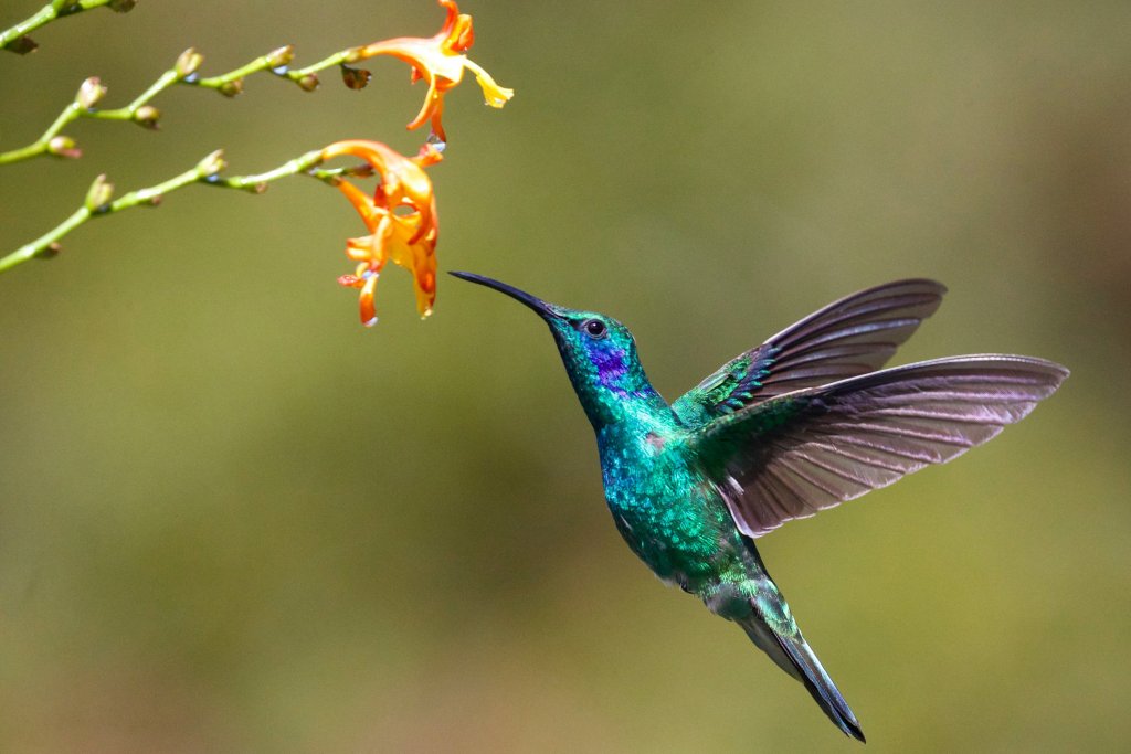 Esto es lo que significa cuando se te aparece un colibrí (Foto de James Wainscoat en Unsplash)