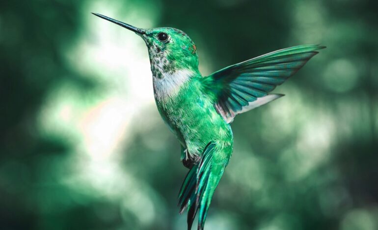 ¿Qué significa que se te aparezca un colibrí?