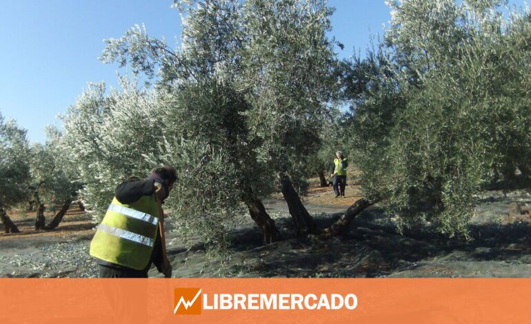 Los agricultores, en pánico ante los temidos aranceles de Trump