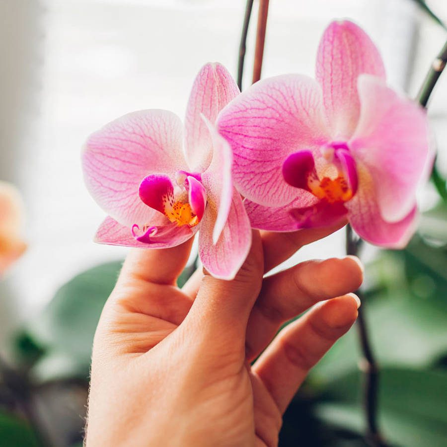 Recuperar una orquídea sin flores