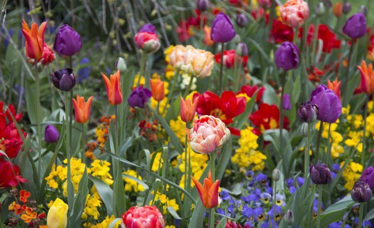 El método de los jardineros para plantar ahora bulbos de tulipán que den unas flores preciosas en primavera