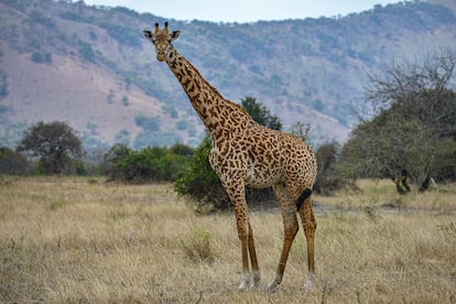 Una jirafa en el Parque Nacional Akagera, Ruanda. 