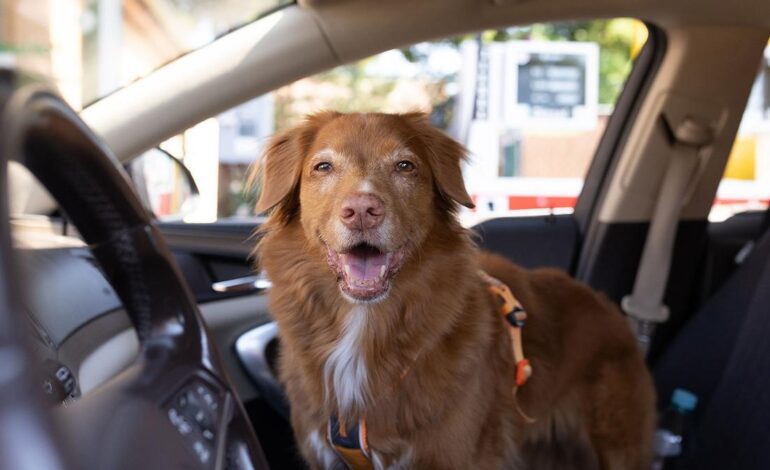 PAGO PERRO COCHE | Adiós al perro en el coche: el dinero que vas a tener que pagar tras aprobarse la nueva ley del Gobierno