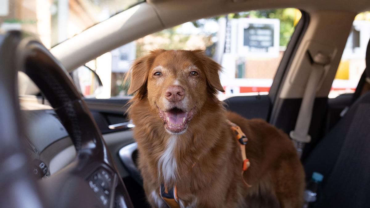 PAGO PERRO COCHE | Adiós al perro en el coche: el dinero que vas a tener que pagar tras aprobarse la nueva ley del Gobierno