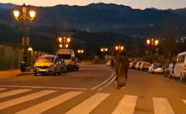 CABALLOS CORREN OVIEDO | Caballos a la carrera por las calles de Oviedo: graban a los animales bajando a paso rápido en plena madrugada por Montecerrado