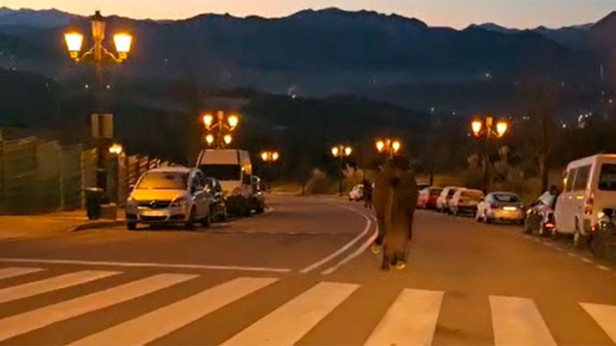 CABALLOS CORREN OVIEDO | Caballos a la carrera por las calles de Oviedo: graban a los animales bajando a paso rápido en plena madrugada por Montecerrado