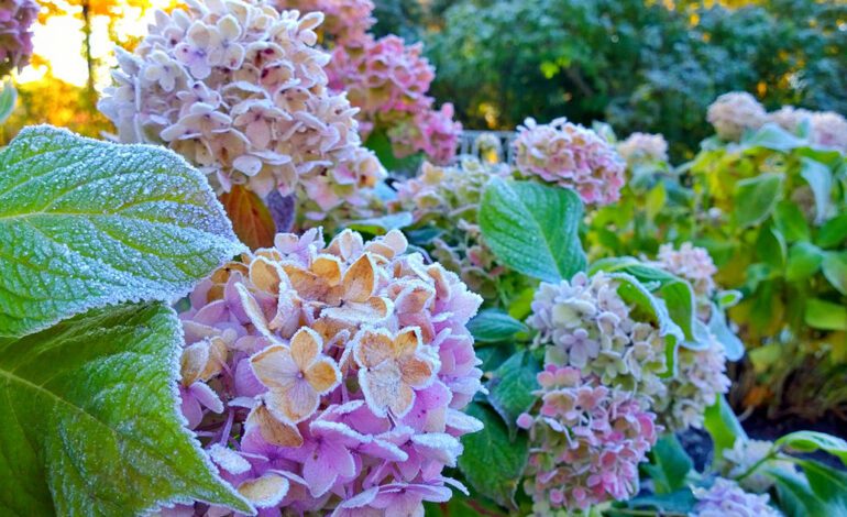 Así debes cuidar tus hortensias en invierno para que lleguen fuertes a la primavera y conseguir una buena floración