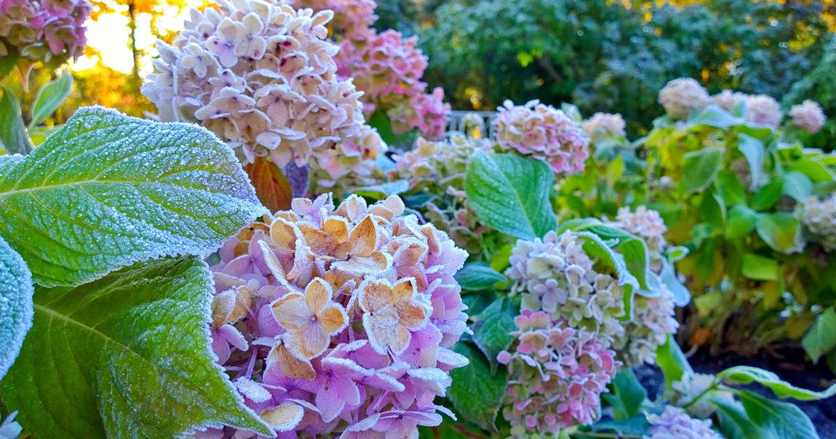 Así debes cuidar tus hortensias en invierno para que lleguen fuertes a la primavera y conseguir una buena floración