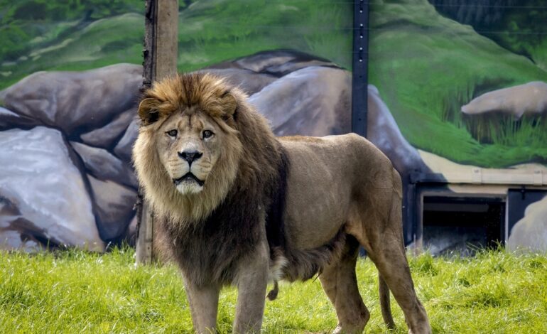 Unos leones se comen vivo a su cuidador, que entró a la jaula para impresionar a su novia