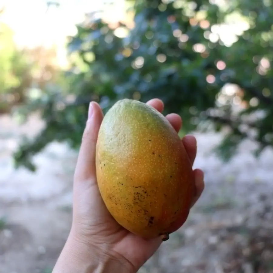 mango del huerto