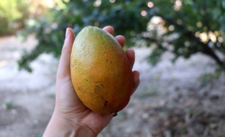 Cómo germinar una semilla de mango para sembrarla en tu jardín