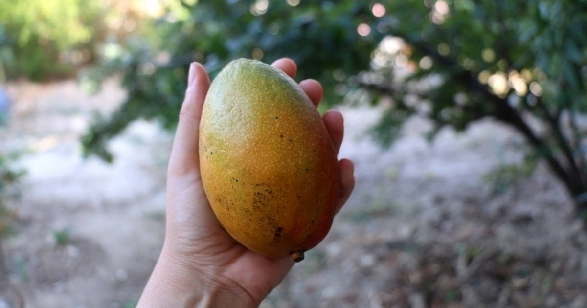 Cómo germinar una semilla de mango para sembrarla en tu jardín