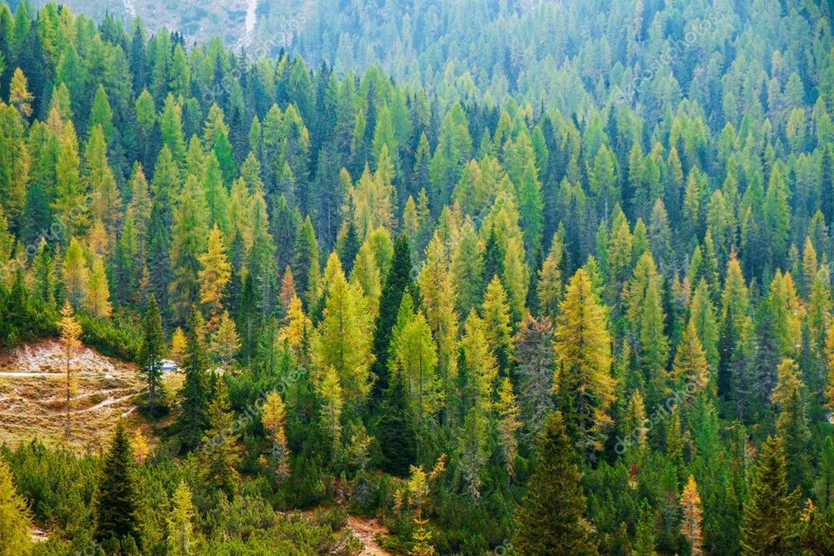 La Antártida estuvo recubierta de bosque