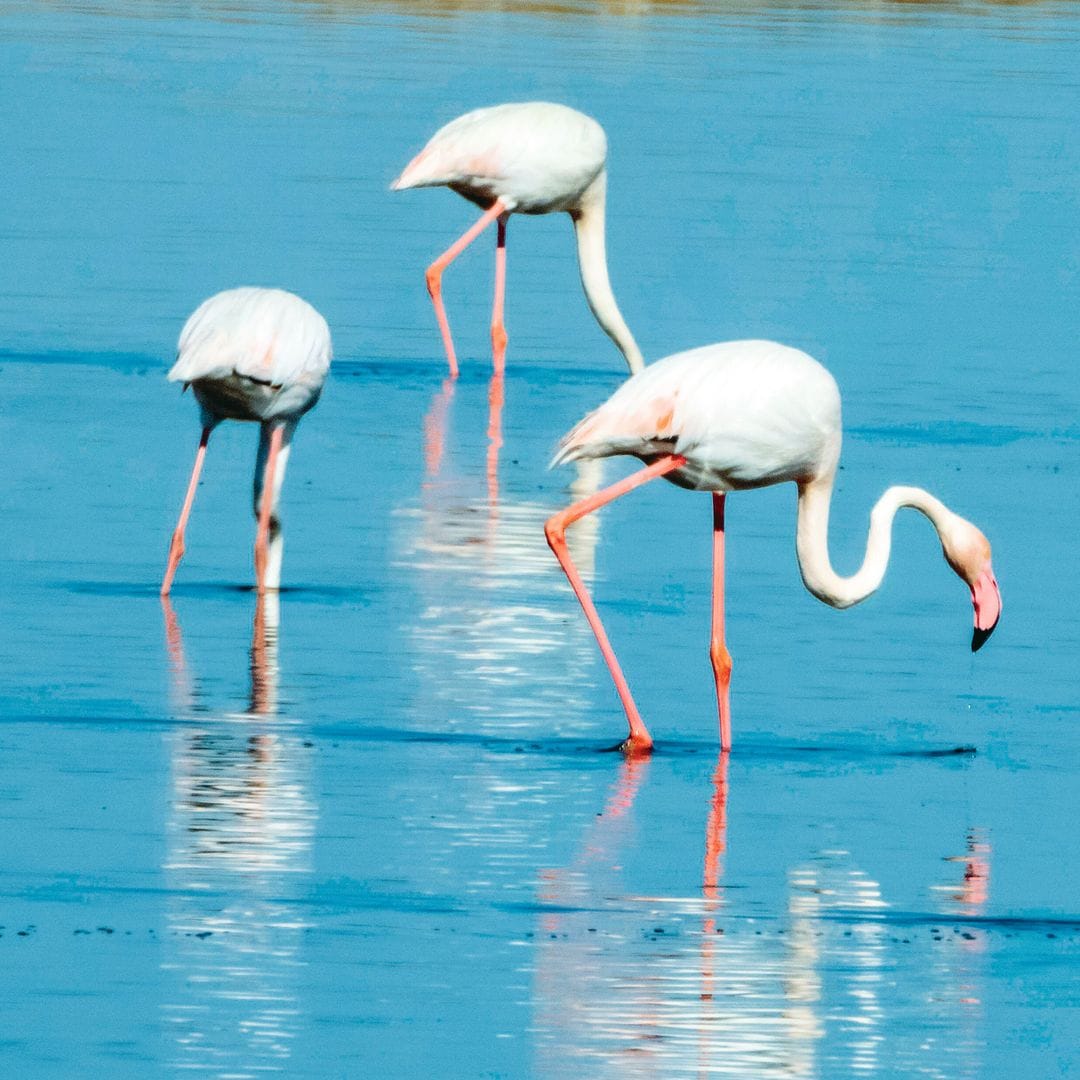 Flamencos rosados ​​en las marismas del Odiel.